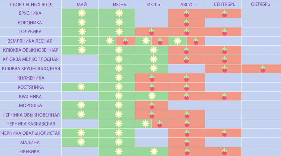 Таблица созревания лесных ягод