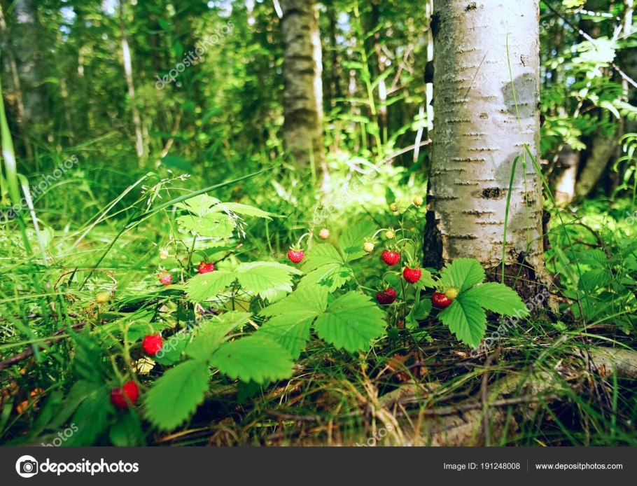 Березовая земляника