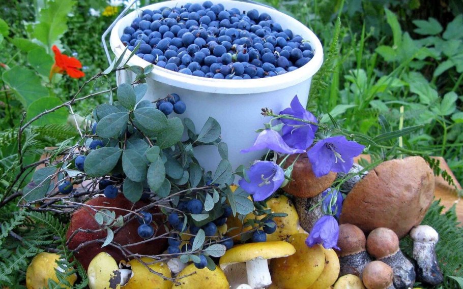 Дикоросы черника