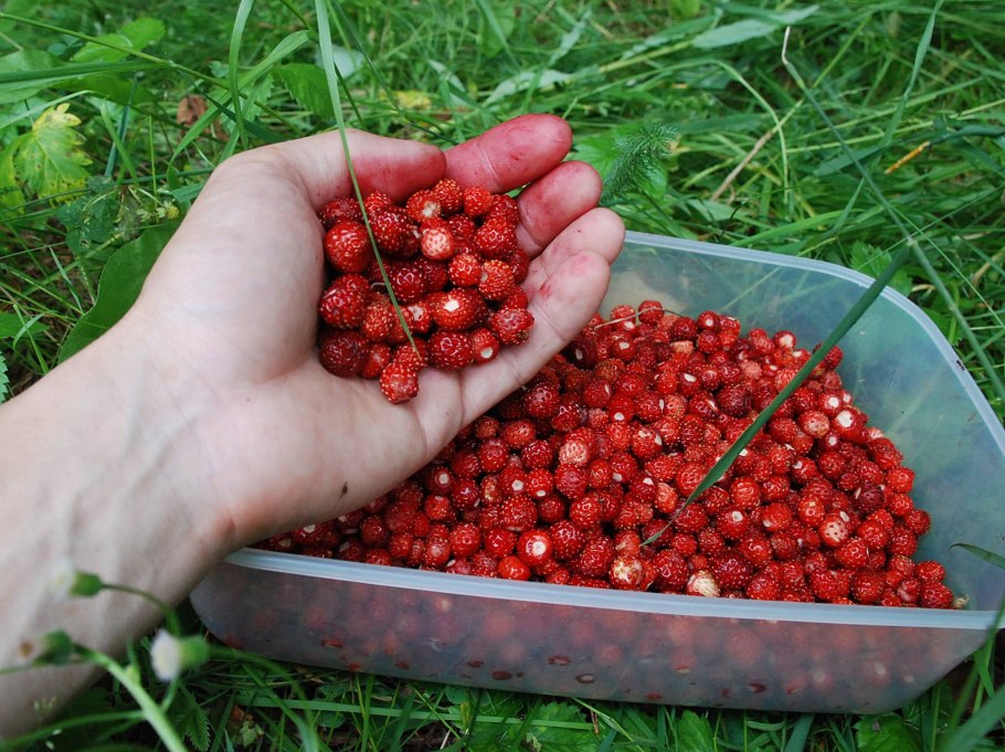 Сбор дикорастущих ягод