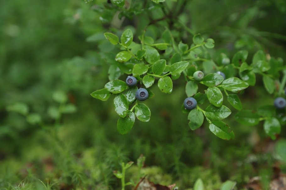Ягода представители