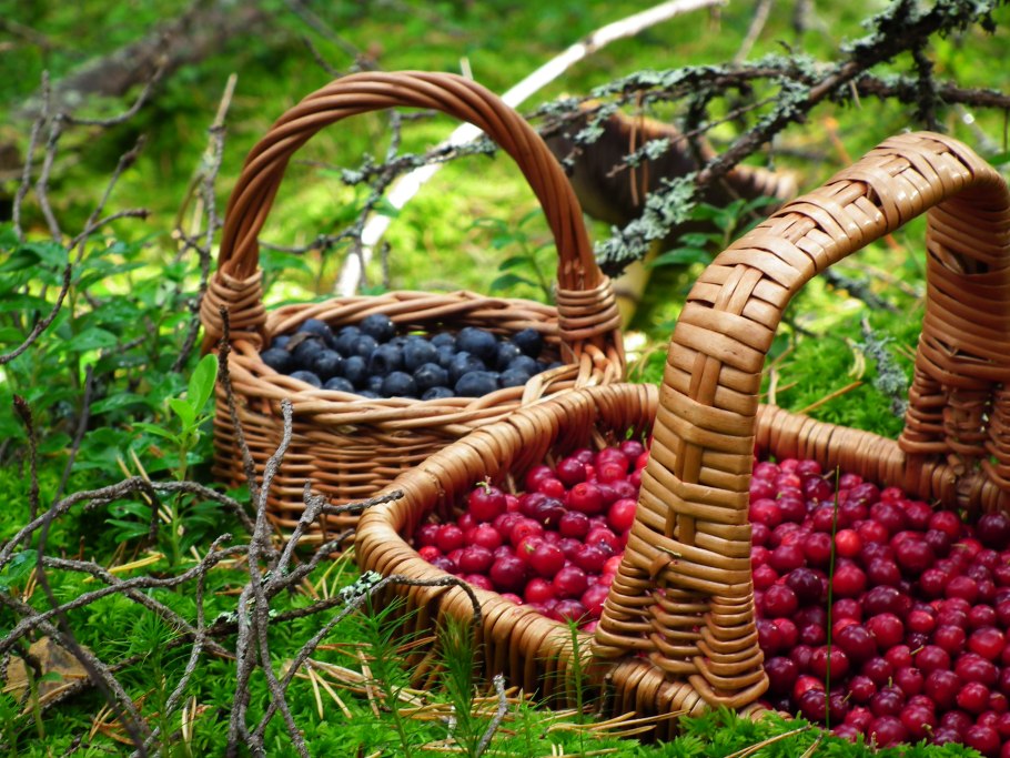 Ягоды в лесу
