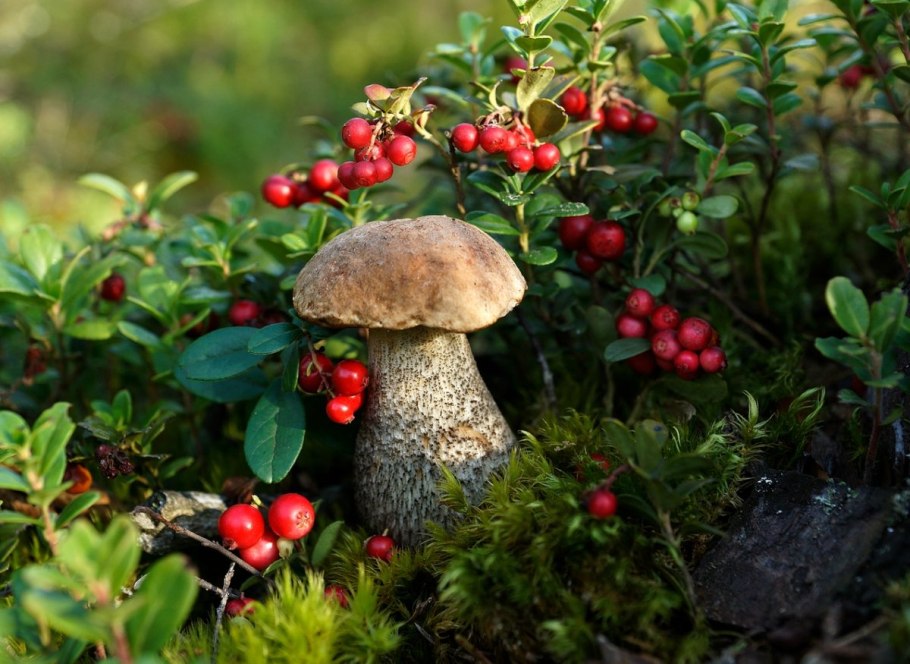 Ягоды нашего края