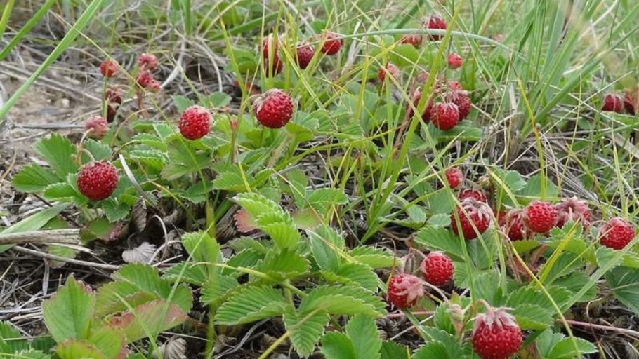 Вишня малина смородина клубника