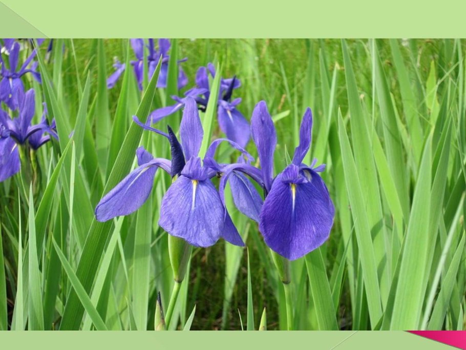 Ирис низкий — Iris pumila