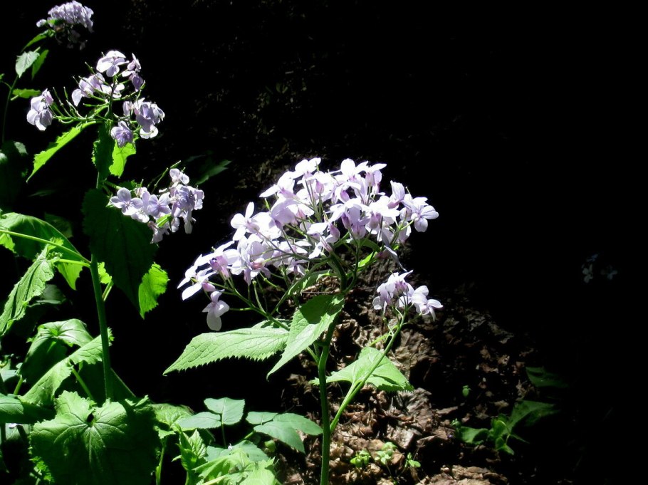 Лунария Анна л