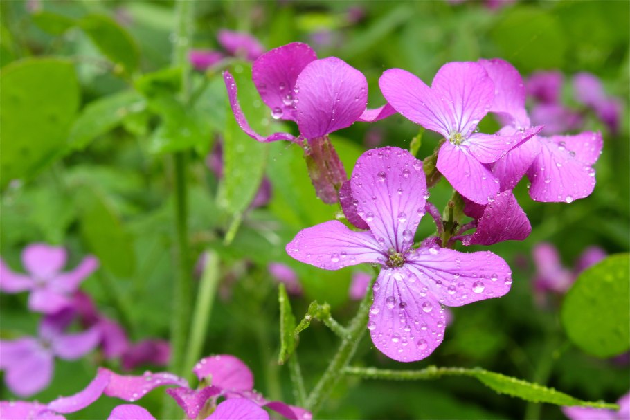 Лунник цветы Лесные