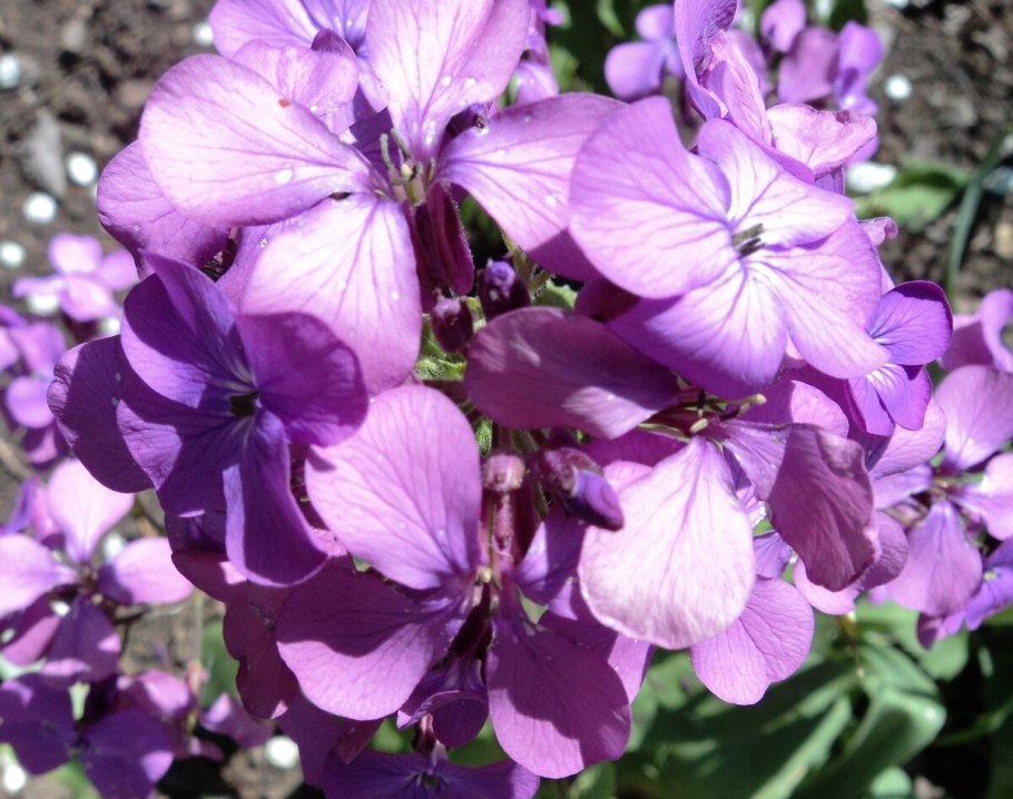 Lunaria Rediviva плод