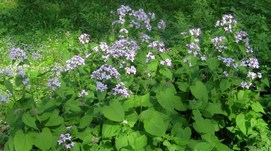 Лунник мотыльки