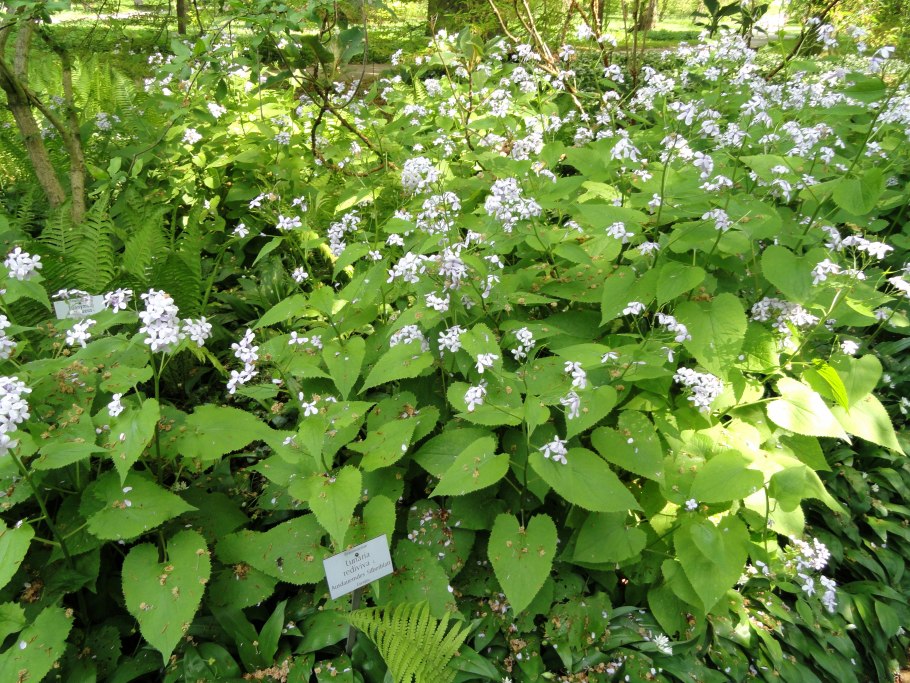 Лунария Lunaria annua