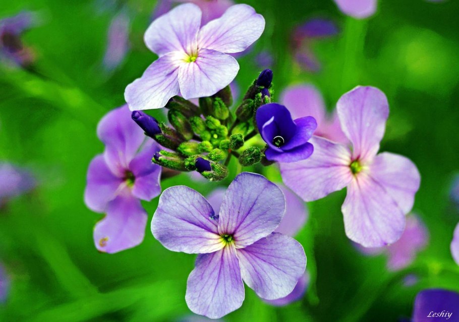 Лунник оживающий растение