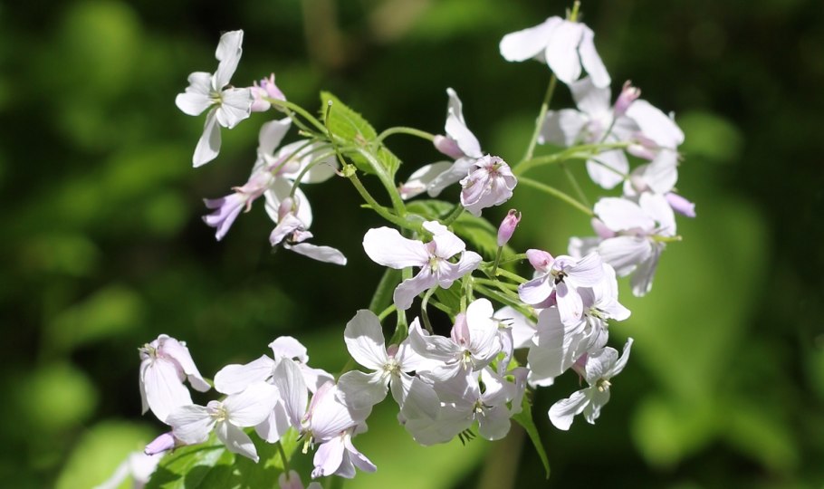 Лунник оживающий рисунок