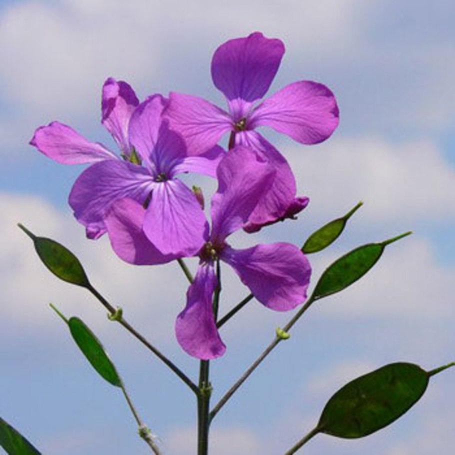 Лунник однолетний (Lunaria annua) плоды