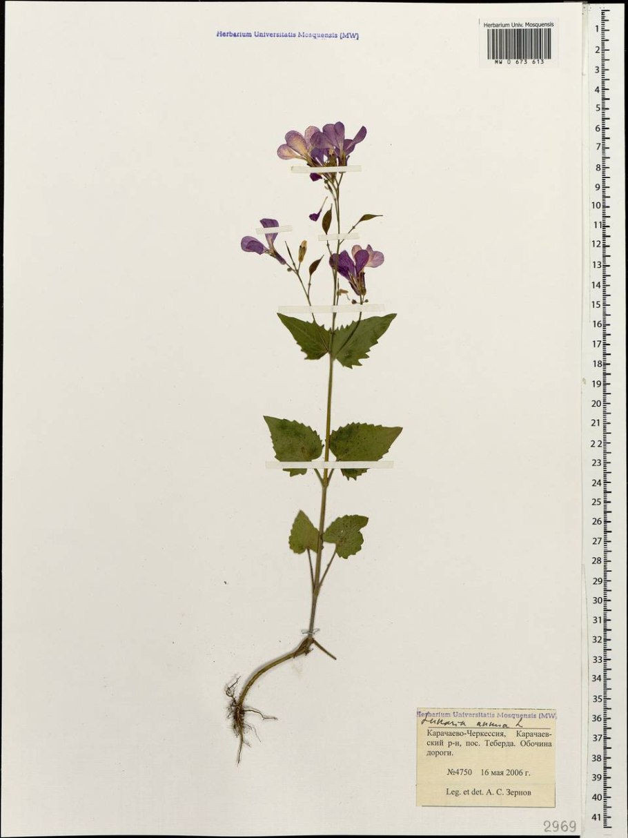 Лунник оживающий жизненная форма