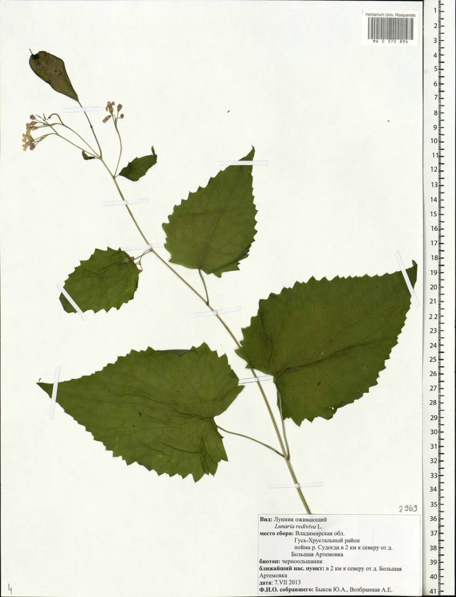 Лунник оживающий красная книга описание