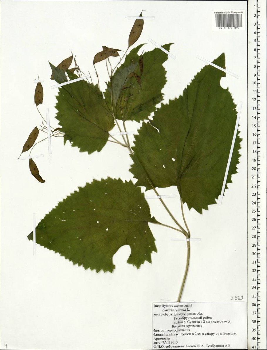 Лунник цветок рисунок