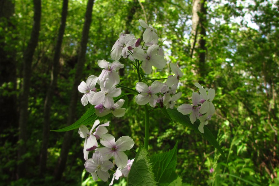 Лунник многолетний