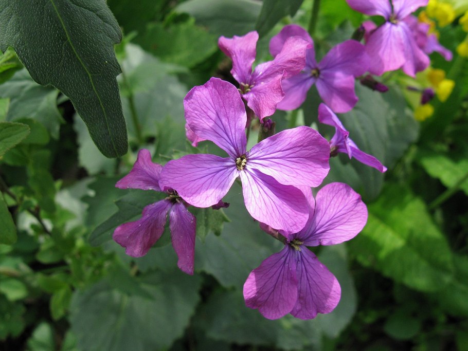 Лунария однолетняя