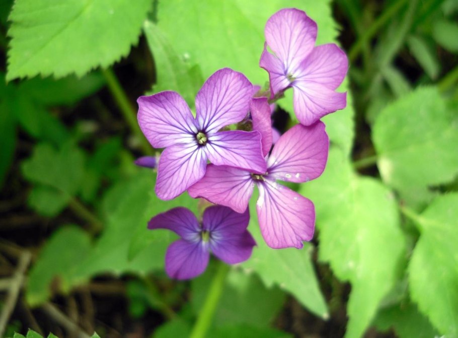 Лунник оживающий