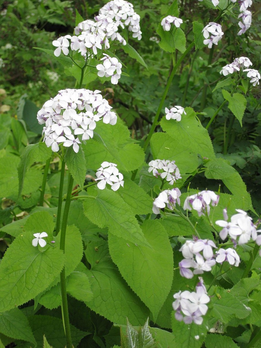 Лунник оживающий