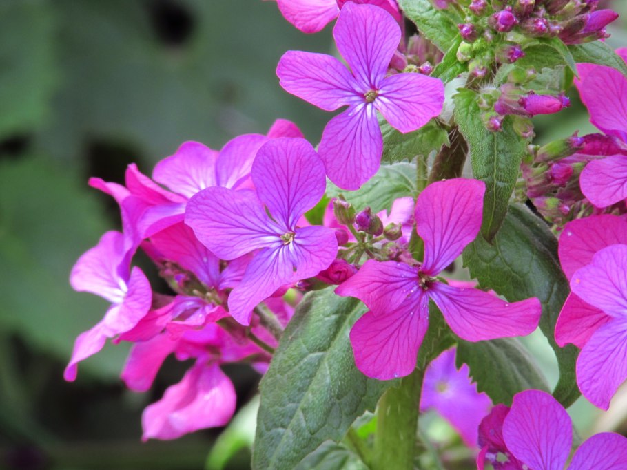 Лунария лунник