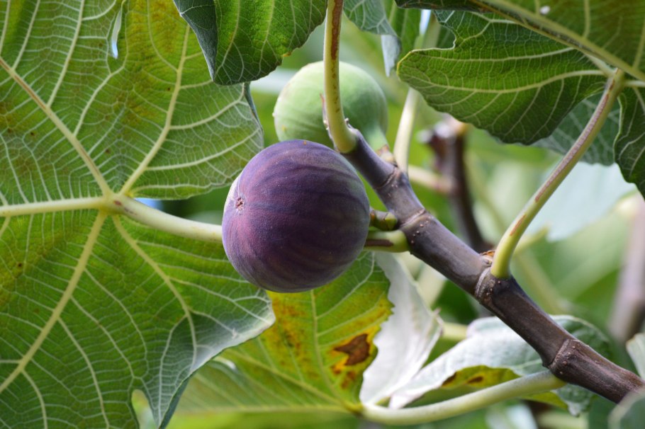 Инжир фиговое дерево куст