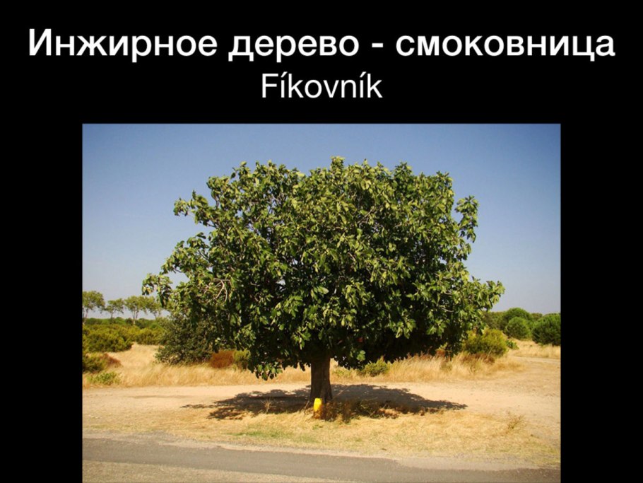 Фиговое дерево в природе