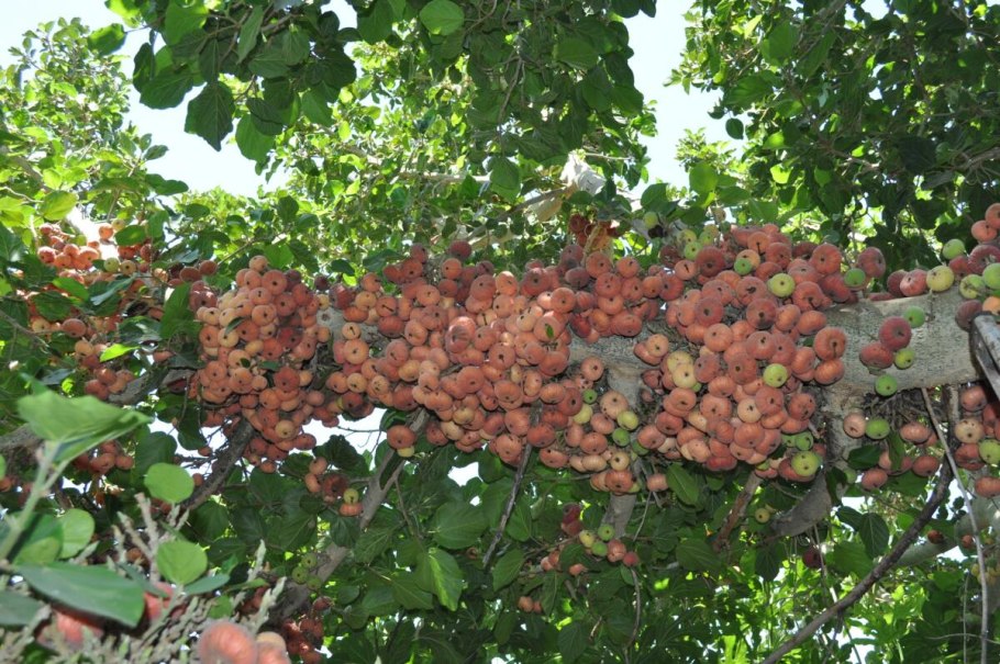 Инжир Сочинский (2 года)