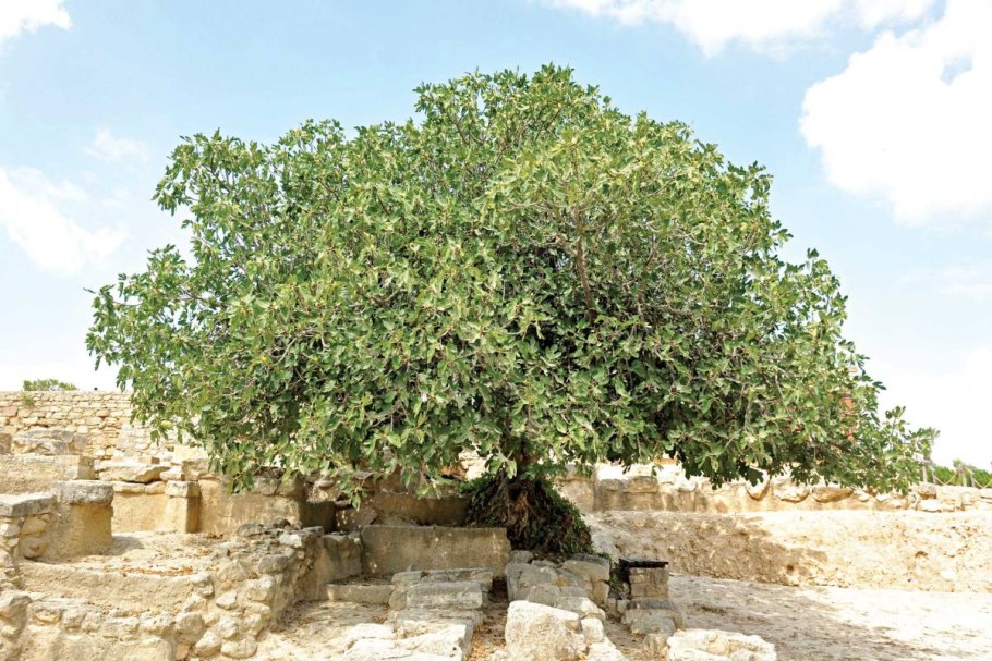 Фиговое дерево турецкий сериал