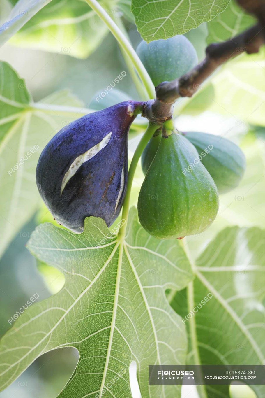 Инжир дерево