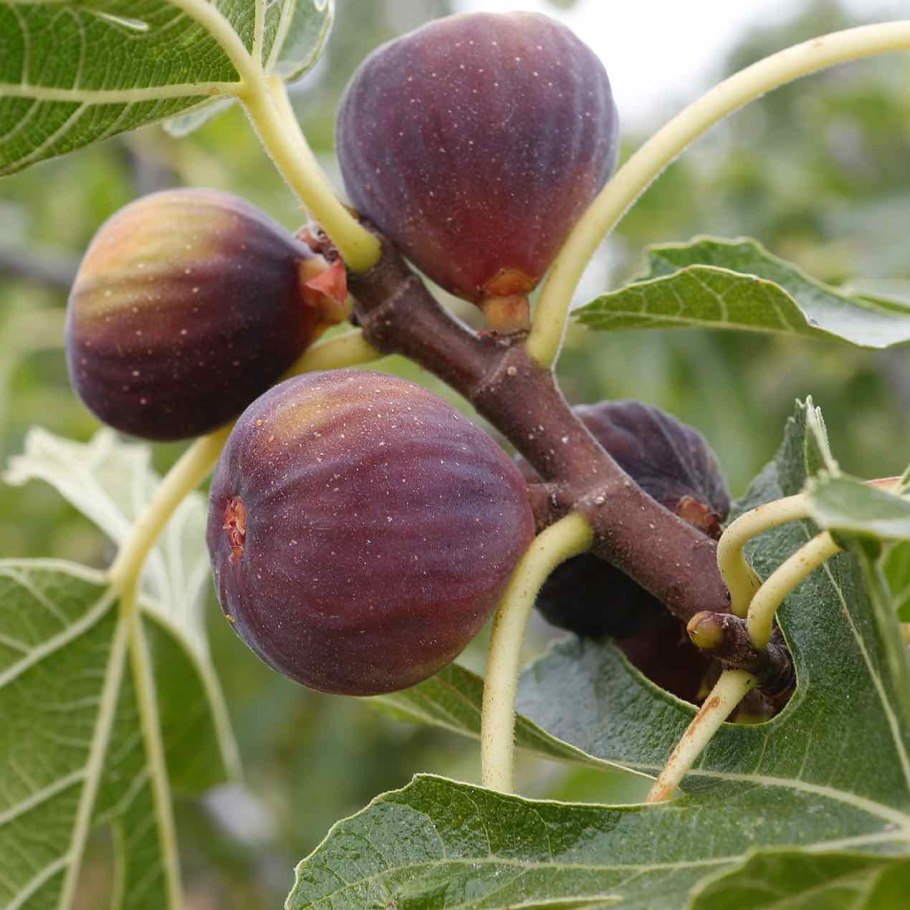 Ficus carica дерево