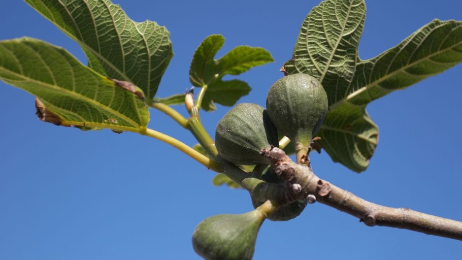 Фиговое дерево Австралия