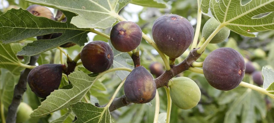 Фиговое дерево символ