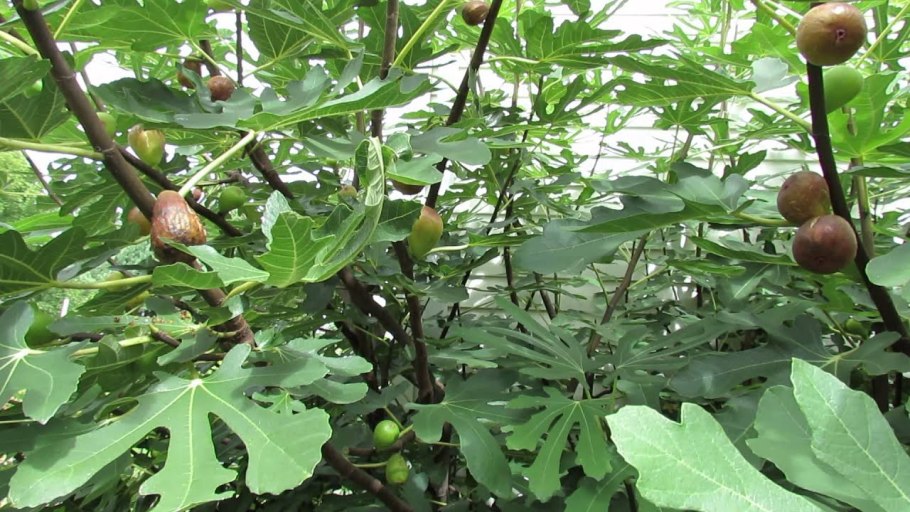 Инжир на иной лад