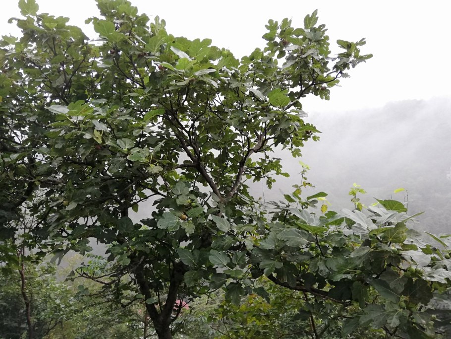 Инжир колхидский