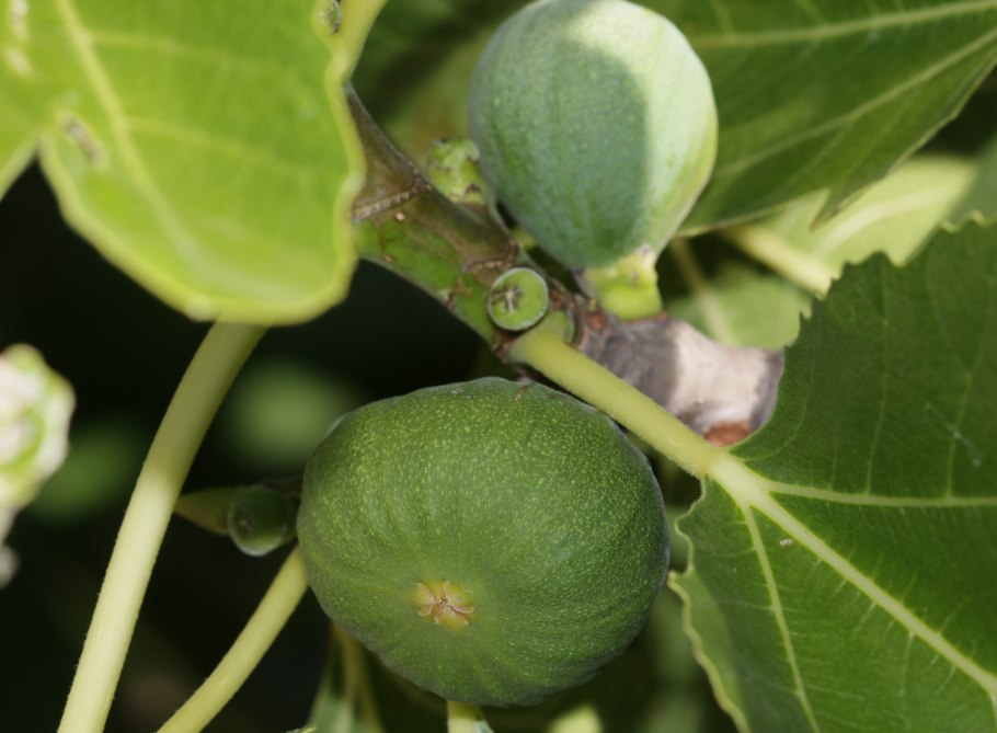 Инжир растение