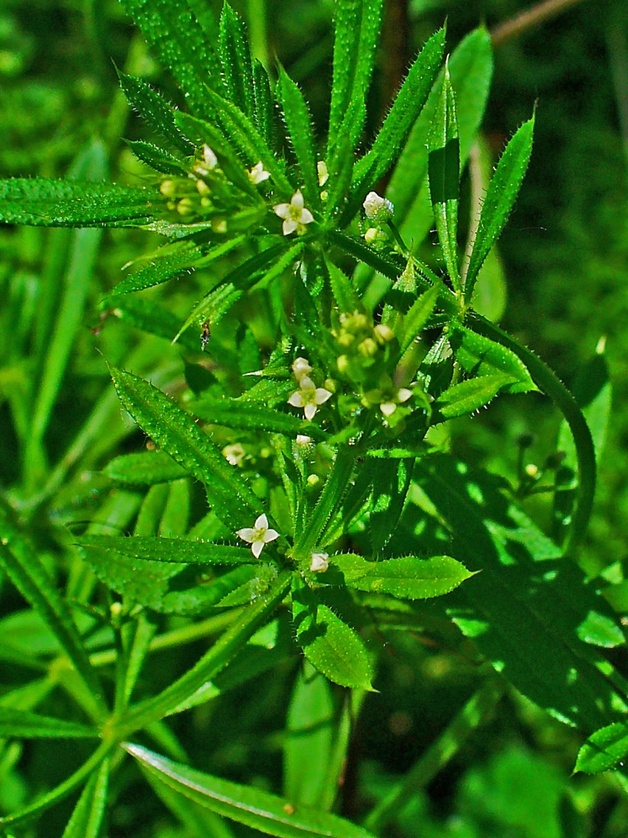 Подмаренник цепкий (Galium aparine l.)