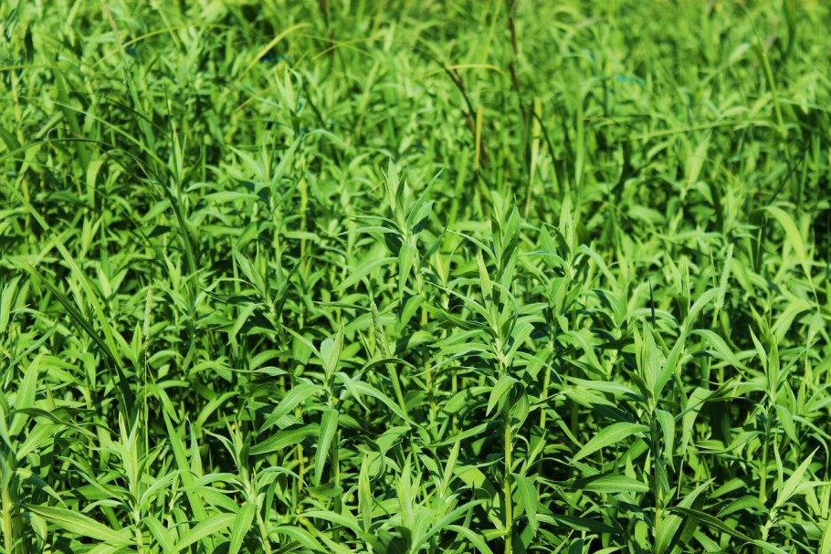 Травянистый сорняк