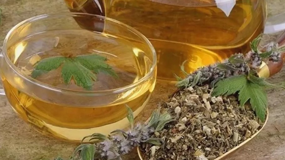 Настой травы пустырника