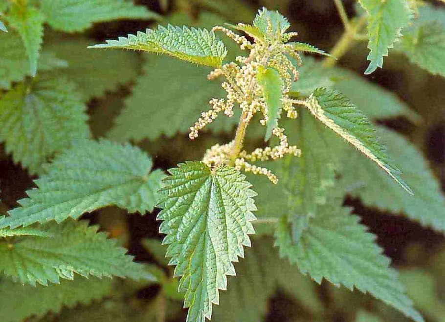 Крапива двудомная (Urtica dioica)