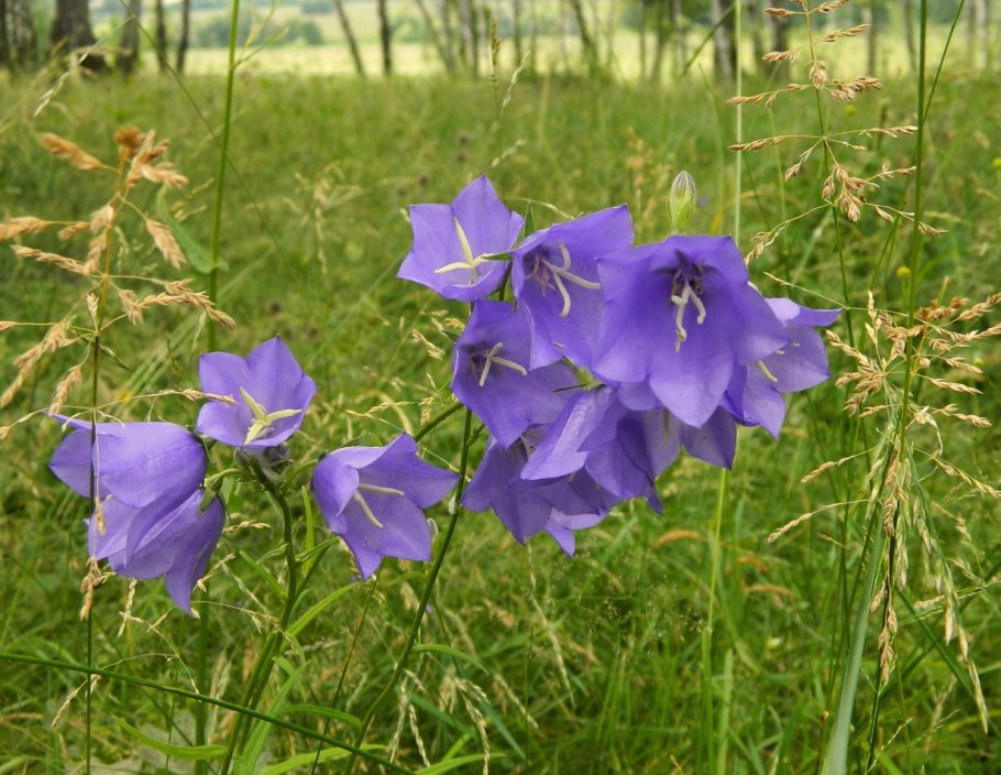 Колокольчик холодолюбивый Campanula