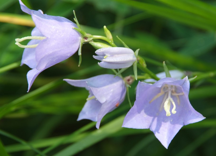 Campanula komarovii