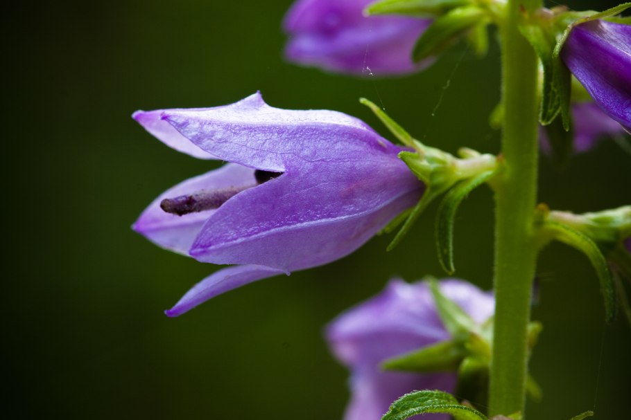 Колокольчик Болонский Campanula Bononiensis