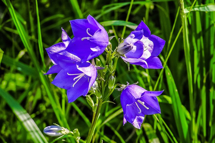 Колокольчик Нефедова лат Campanula nefedovii