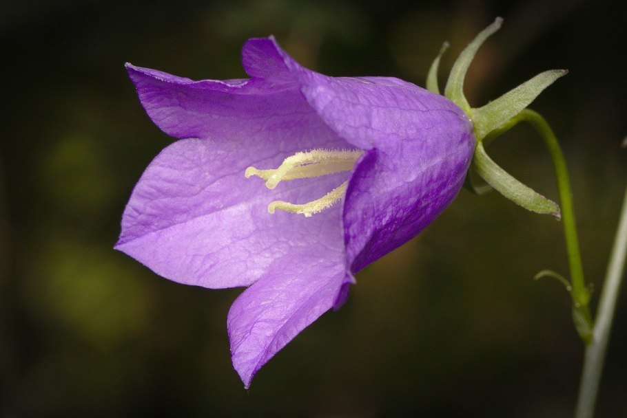 Колокольчик Сибирский Campanula sibirica l.