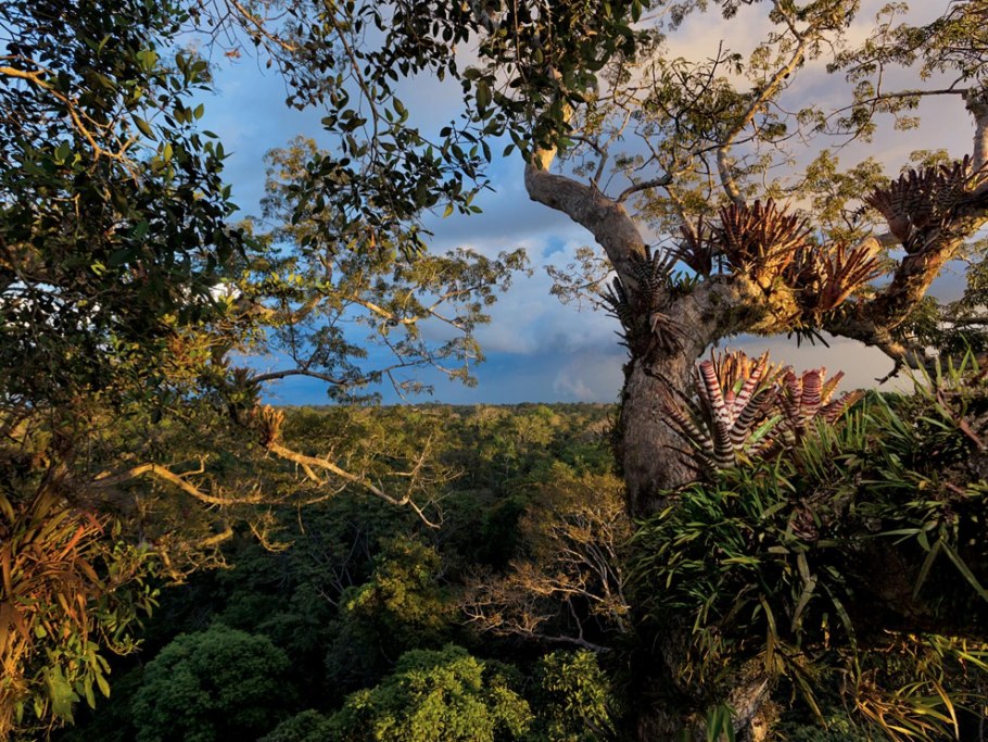 Галапагосский национальный парк растительность