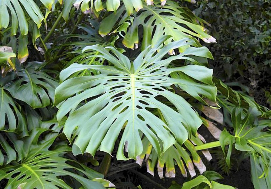 Монстера Гиндукуш