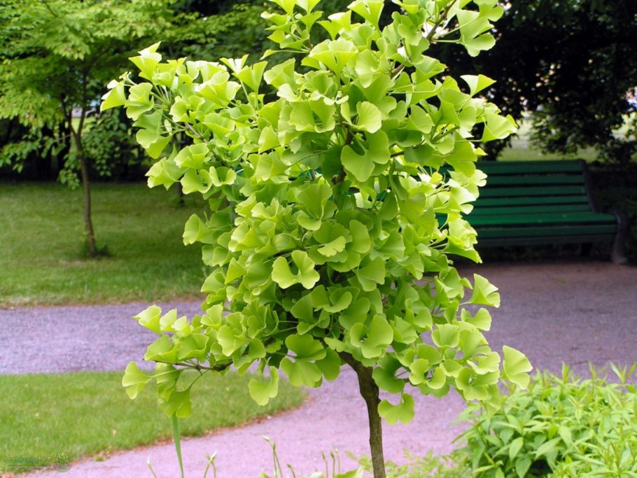 Цибетин на белом фоне