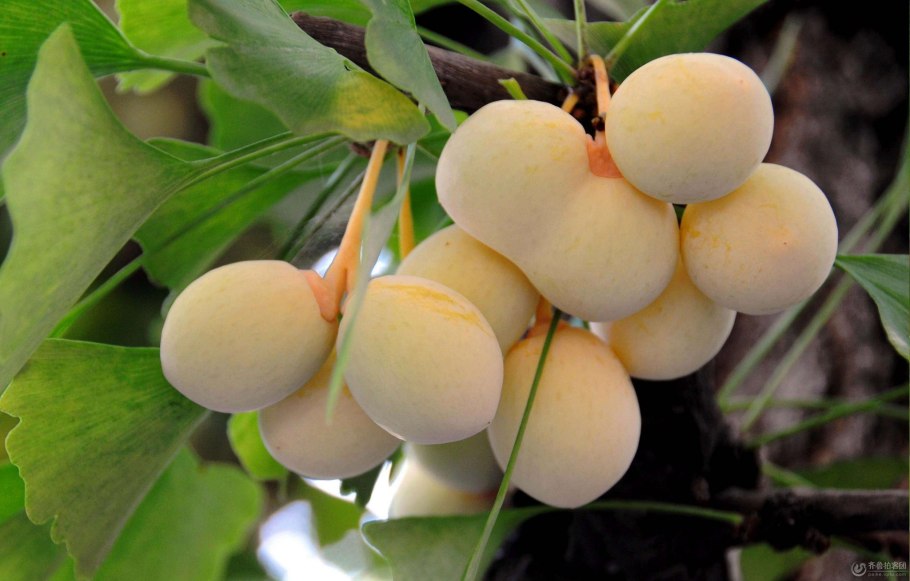 Гинкго билоба дерево