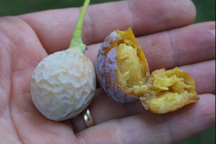 Плоды гинкго